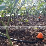 Tưới phân cho cây nên diễn ra khi nào, tưới như thế nào an toàn