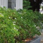 5 loại cây cảnh dễ trồng cho sân vườn luôn đẹp