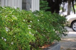 5 loại cây cảnh dễ trồng cho sân vườn luôn đẹp