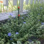Giới thiệu hệ thống tưới tự động giá rẻ