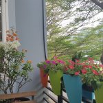 Thiết kế hệ thống tưới tự động cho ban công rực rỡ sắc hoa
