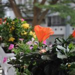 Thiết kế hệ thống tưới tự động giá rẻ – bí quyết cho ban công rực rỡ