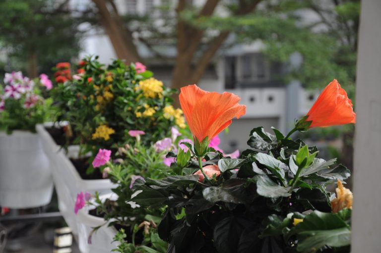 Thiết kế hệ thống tưới tự động giá rẻ – bí quyết cho ban công rực rỡ