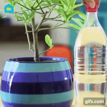 Cách chăm sóc hoa – cây cảnh ngày lễ