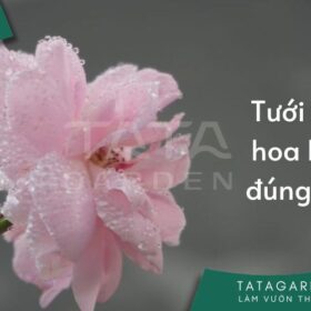 3 cách tưới hoa hồng đúng khoa học – những lưu ý để tránh cây chết vì nấm
