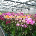 Tiết kiệm hàng ngàn lít nước với thiết bị tưới phong lan tiêu chuẩn