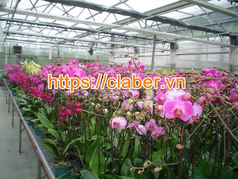 Tiết kiệm hàng ngàn lít nước với thiết bị tưới phong lan tiêu chuẩn