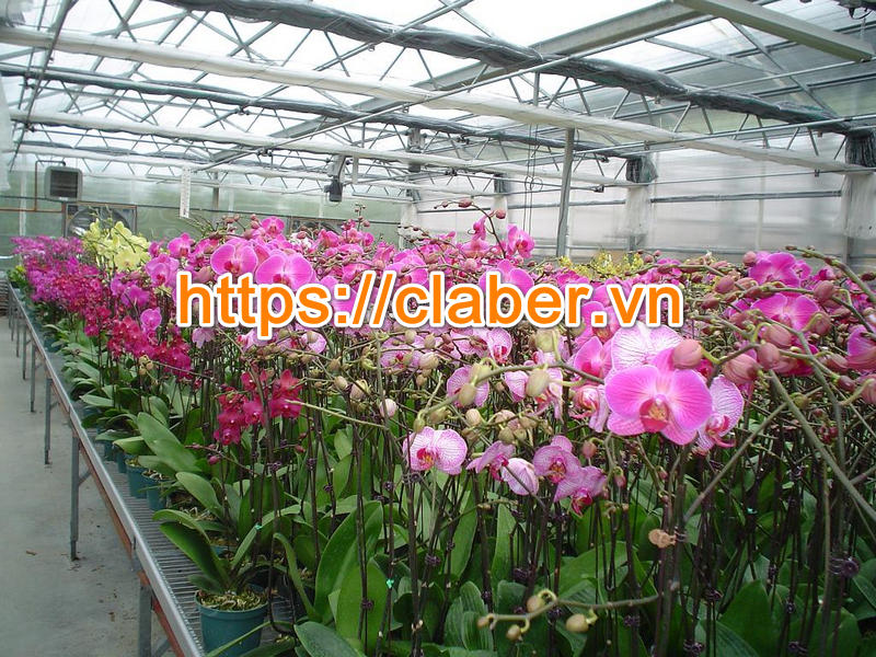 Tiết kiệm hàng ngàn lít nước với thiết bị tưới phong lan tiêu chuẩn