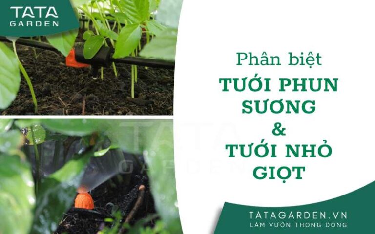 Phân biệt thiết bị tưới phun sương và tưới nhỏ giọt