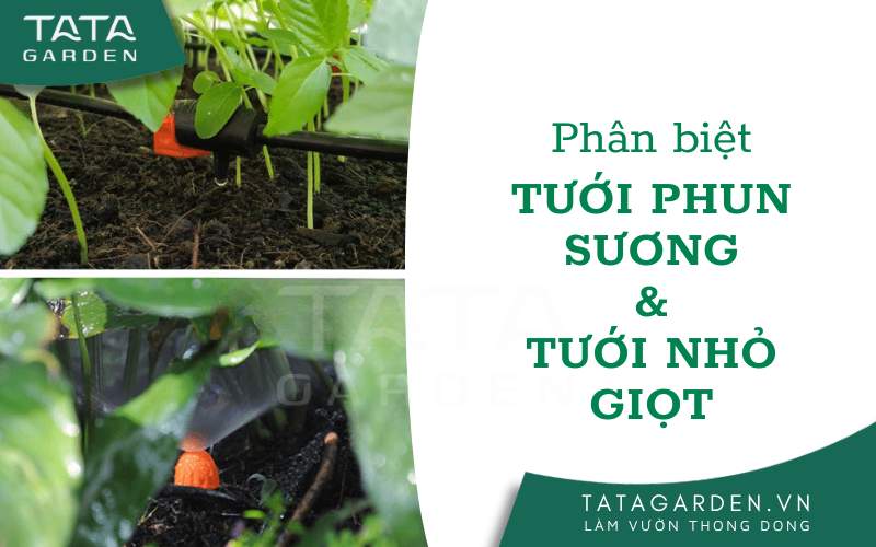 Phân biệt thiết bị tưới phun sương và tưới nhỏ giọt