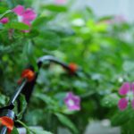 Giá thiết bị tưới phong lan đắt hay rẻ