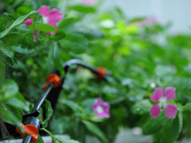 Giá thiết bị tưới phong lan đắt hay rẻ