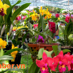 Hướng dẫn cách lắp đặt thiết bị tưới phun sương cho cây hoa lan