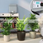 Thiết bị tưới cây cảnh có giá bán bao nhiêu và mua ở đâu chất lượng