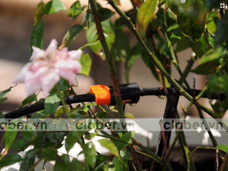 Kỹ thuật chăm sóc cây cảnh thủy canh với thiết bị tưới cây hiện đại