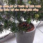 Tuyệt chiêu bố trí Thiết Bị Tưới tại HCM tăng thẩm mỹ cho không gian sống