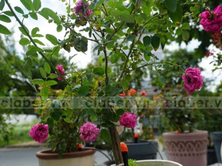 Giới thiệu Thiết bị tưới hoa hồng bán chạy nhất đầu năm 2019