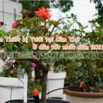 Mua Thiết bị Tưới tại Cần Thơ ở đâu tốt nhất năm 2019