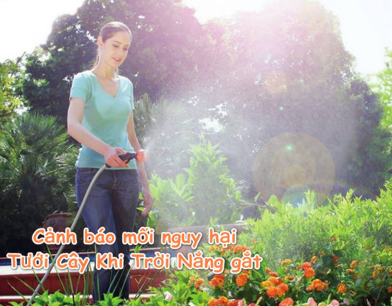 Cảnh báo mối nguy hại nếu bạn Tưới Cây Khi Trời Nắng gắt
