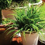 Tưới Cây Cảnh Bằng Nước Vo Gạo giải pháp tiết kiệm hiệu quả nhất