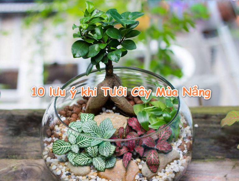 Top 10 lưu ý khi tưới cây mùa nắng bạn không nên bỏ qua