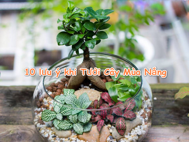 Top 10 lưu ý khi tưới cây mùa nắng bạn không nên bỏ qua