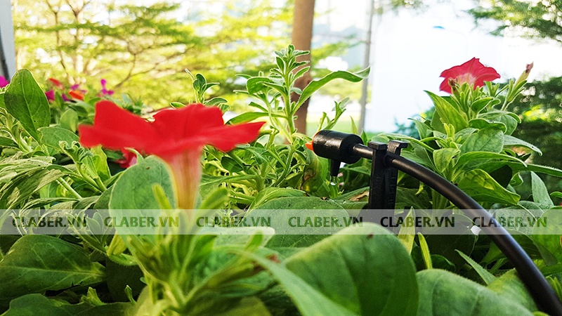 Lợi ích không ngờ khi Tưới Cây Cảnh Bằng Sữa