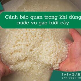 Cảnh báo: Tưới Cây Với Nước Vo Gạo sai cách có thể khiến cây chậm phát triển