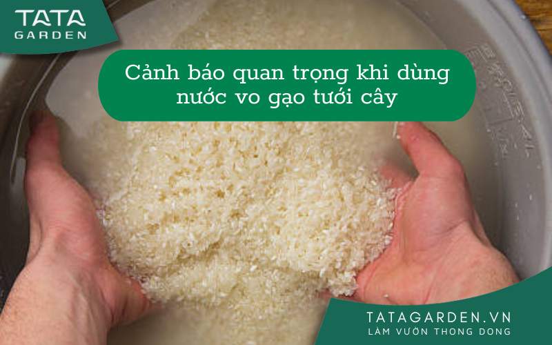 Cảnh báo: Tưới Cây Với Nước Vo Gạo sai cách có thể khiến cây chậm phát triển