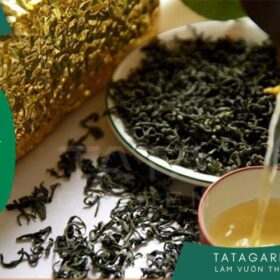 Mẹo Tưới Cây Bằng Nước Chè (Trà) của dân làm vườn chuyên nghiệp
