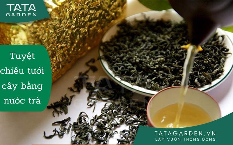 Mẹo Tưới Cây Bằng Nước Chè (Trà) của dân làm vườn chuyên nghiệp