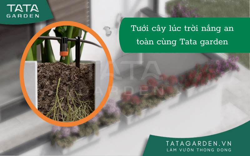 Tưới Cây Lúc Trời Nắng như thế nào để cây không bị héo lá và chết