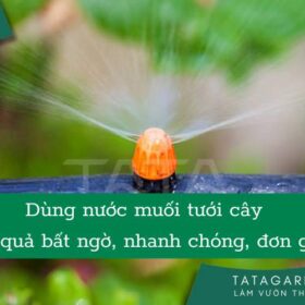 6 công dụng của việc Tưới Cây Bằng Nước Muối nhất định bạn phải biết