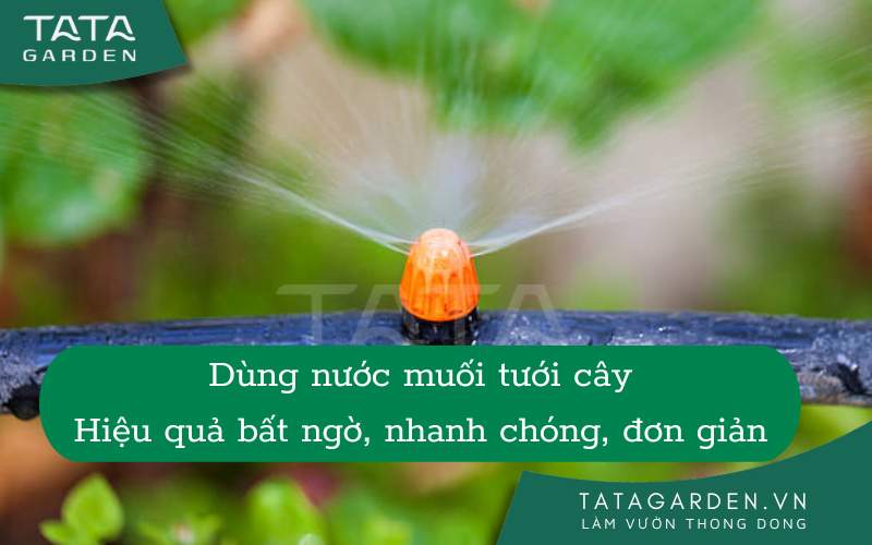 6 công dụng của việc Tưới Cây Bằng Nước Muối nhất định bạn phải biết