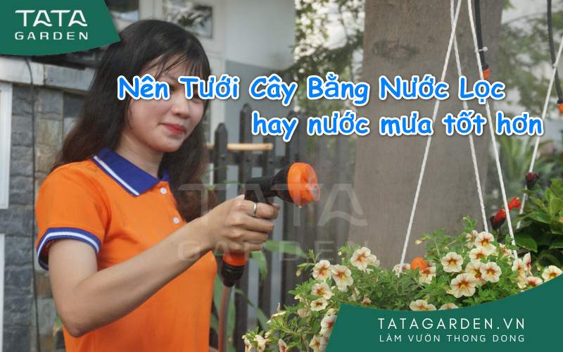 Nên Tưới Cây Bằng Nước Lọc tốt hay nước mưa tự nhiên tốt hơn