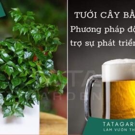 Thực hư cách tưới cây bằng bia của các tay chơi cây cảnh