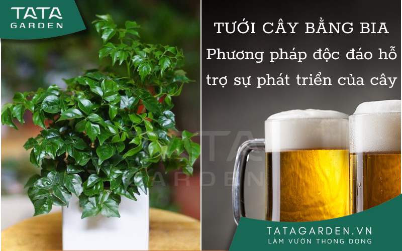 Thực hư cách tưới cây bằng bia của các tay chơi cây cảnh