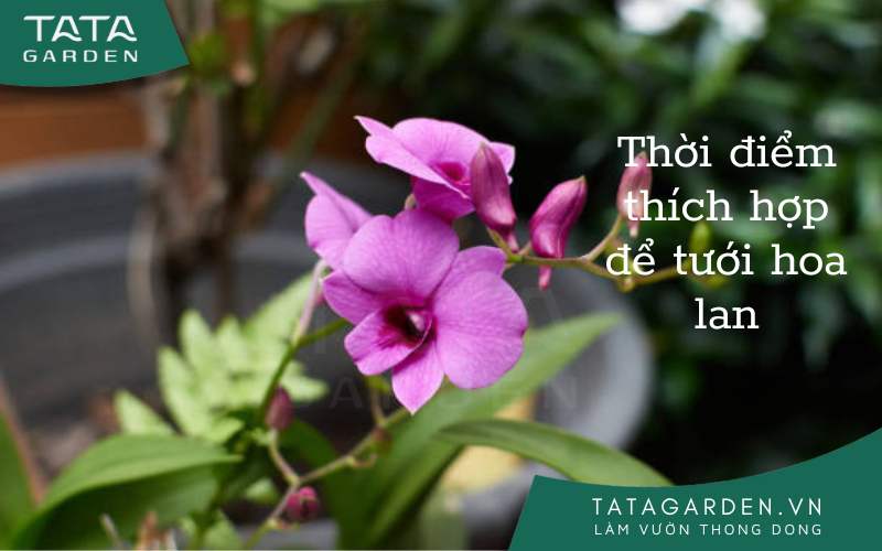 Tưới Cây Hoa Lan Khi Nào trong ngày để ra nhiều hoa nhất