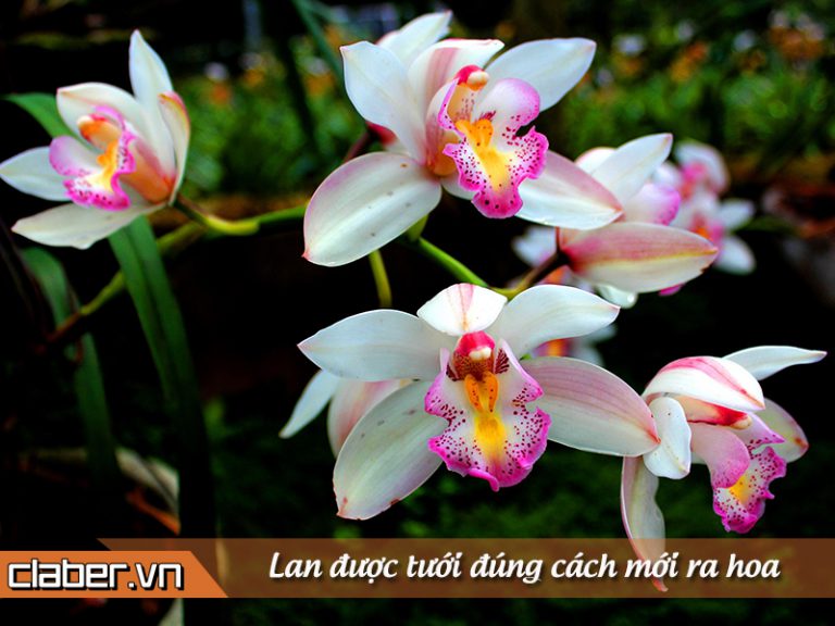 Hướng dẫn Tưới Cây Hoa Lan Bằng Vitamin B1
