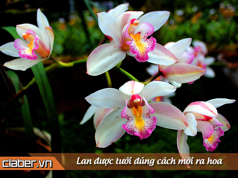 Hướng dẫn Tưới Cây Hoa Lan Bằng Vitamin B1