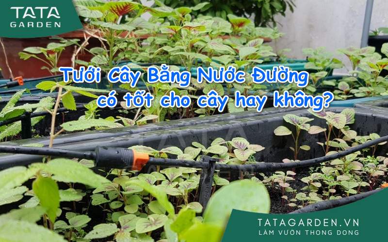 Cẩn thận khi Tưới Cây Bằng Nước Đường, giải pháp tưới cây an toàn