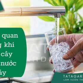 5 lưu ý quan trọng khi Tưới Cây Cảnh Bằng Nước Máy