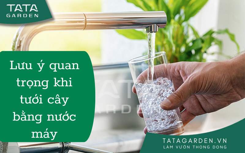 5 lưu ý quan trọng khi Tưới Cây Cảnh Bằng Nước Máy