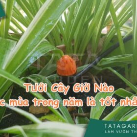 Tưới Cây Giờ Nào các mùa trong năm để cây lên vù vù?
