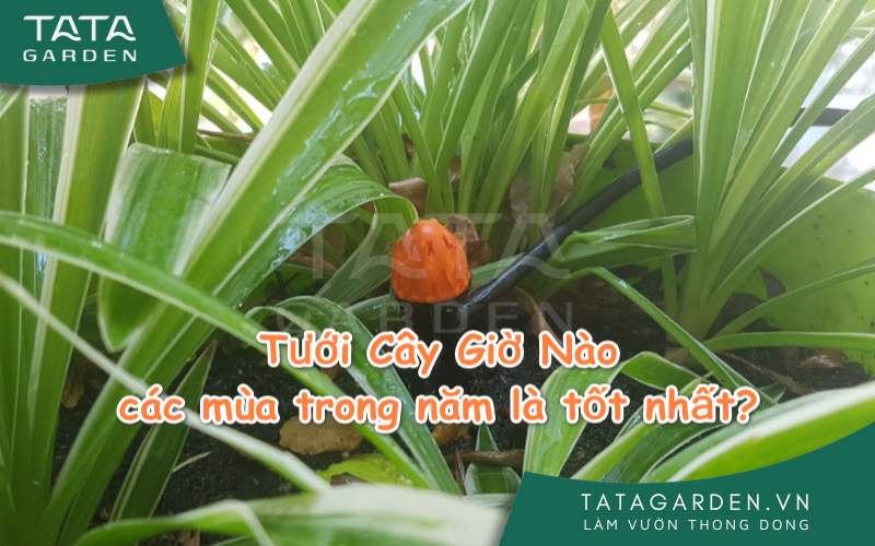 Tưới Cây Giờ Nào các mùa trong năm để cây lên vù vù?