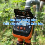 Nên hay không nên Tưới Cây Giữa Trời Mưa Rào? BẠN ĐỪNG BỎ LỠ
