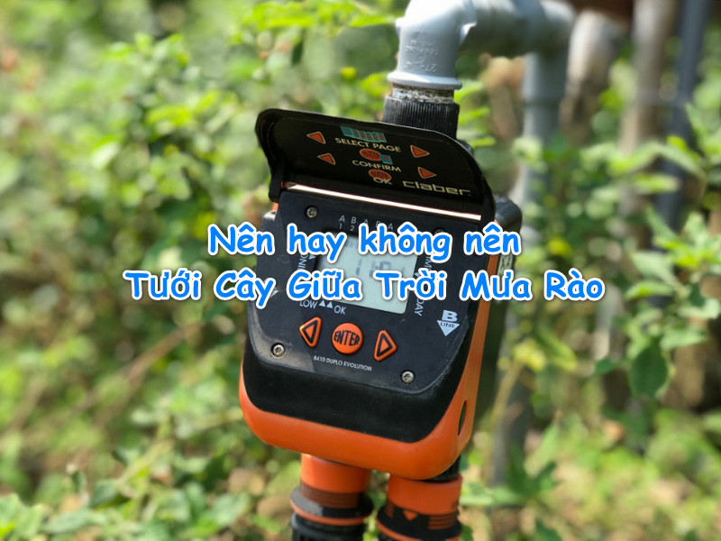 Nên hay không nên Tưới Cây Giữa Trời Mưa Rào? BẠN ĐỪNG BỎ LỠ