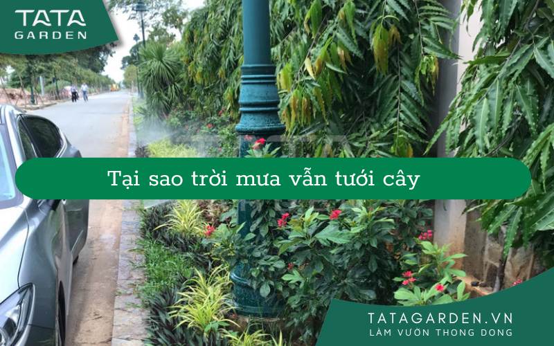 Tại sao trời mưa vẫn cần tưới cây, hiểu đúng để chăm sóc cây tốt nhất