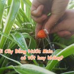 Tưới Cây Bằng Nước Mưa có tốt hay không, cần lưu ý những điều gì?