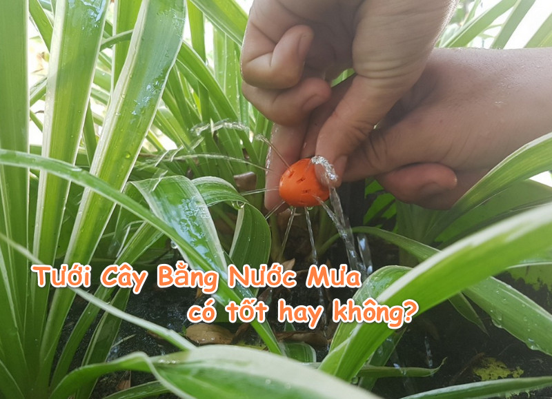 Tưới Cây Bằng Nước Mưa có tốt hay không, cần lưu ý những điều gì?